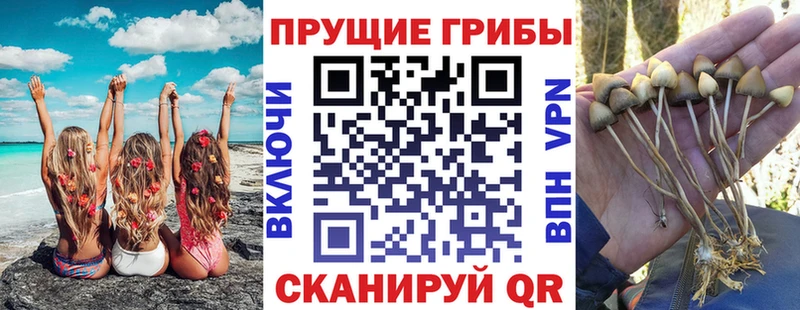 Галлюциногенные грибы Psilocybe  Беломорск 